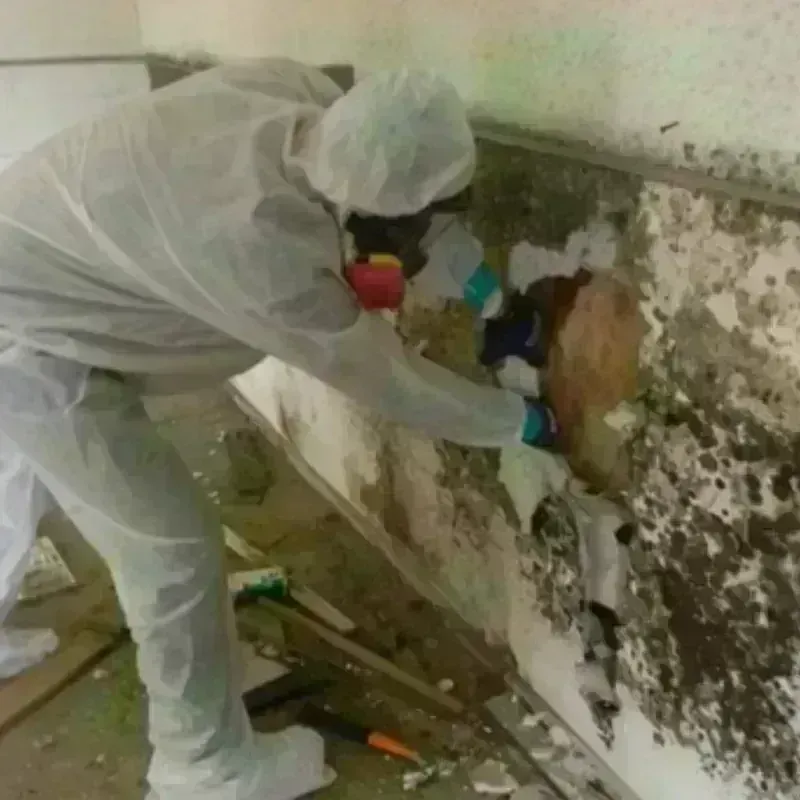 Mold Remediation and Removal in Adams, MA